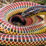 Serpiente Arcoiris